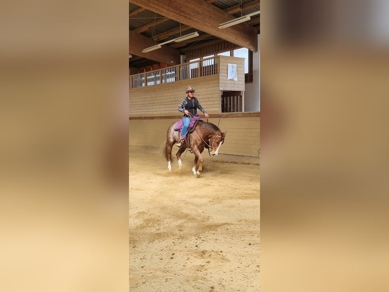 American Quarter Horse Wallach 7 Jahre 153 cm Roan-Red in Thierhaupten