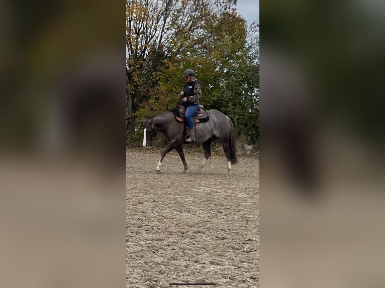 American Quarter Horse Wallach 7 Jahre 153 cm Roan-Red in Thierhaupten