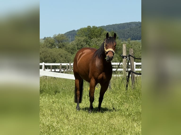 American Quarter Horse Wallach 7 Jahre 154 cm Brauner in Delligsen