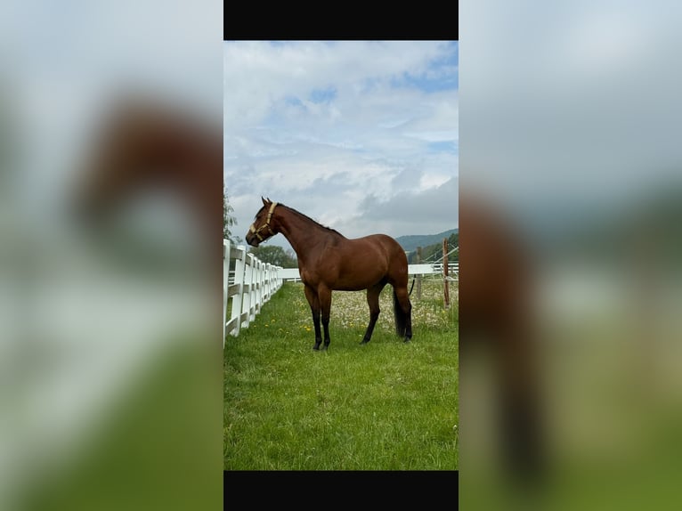 American Quarter Horse Wallach 7 Jahre 154 cm Brauner in Delligsen