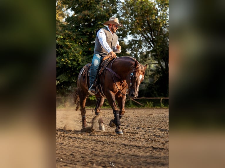 American Quarter Horse Wallach 7 Jahre 154 cm Red Dun in Cassano D'Adda