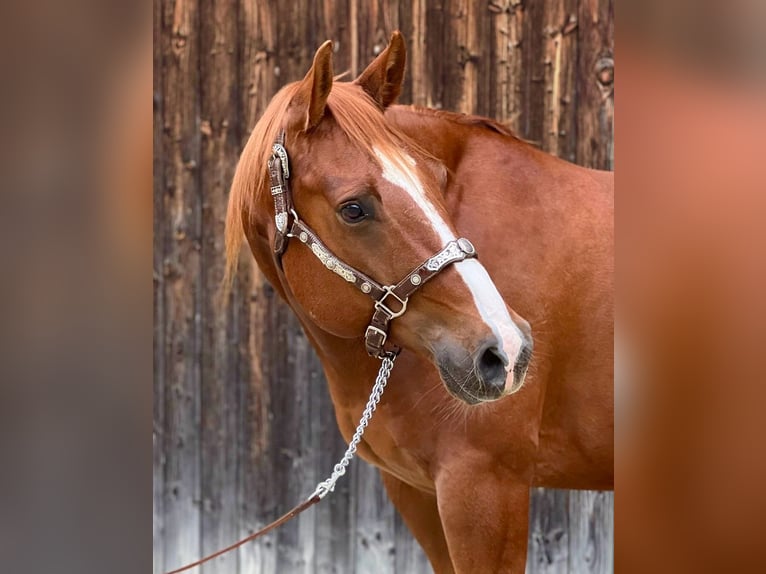 American Quarter Horse Wallach 7 Jahre 154 cm Red Dun in Tannheim