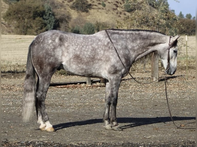 American Quarter Horse Wallach 7 Jahre 155 cm Apfelschimmel in Paicines CA