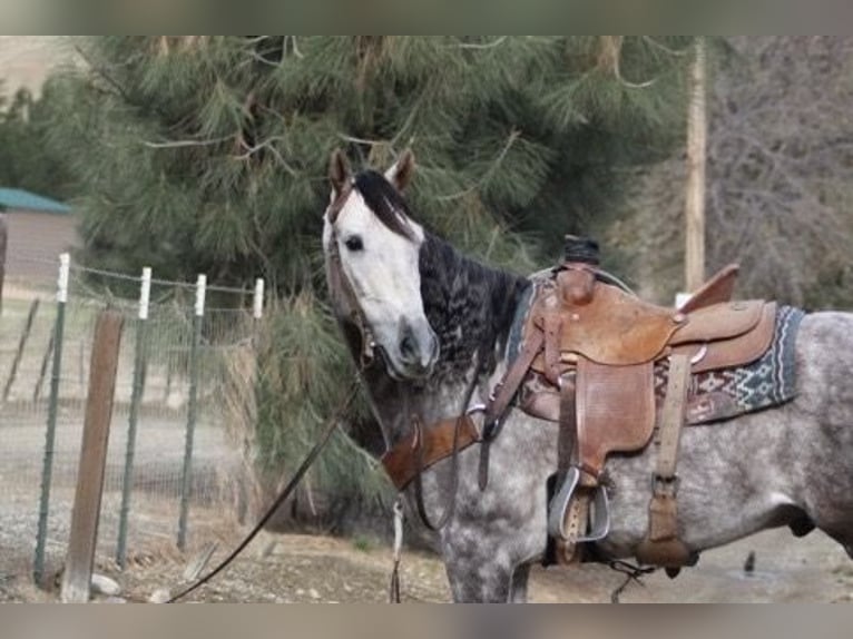 American Quarter Horse Wallach 7 Jahre 155 cm Apfelschimmel in Paicines CA