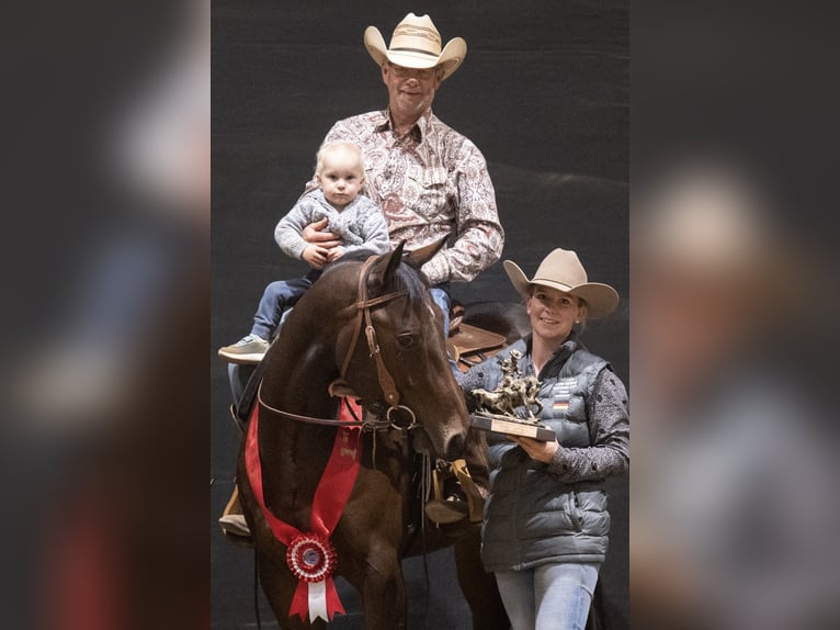 American Quarter Horse Wallach 7 Jahre 155 cm Brauner in Neuruppin