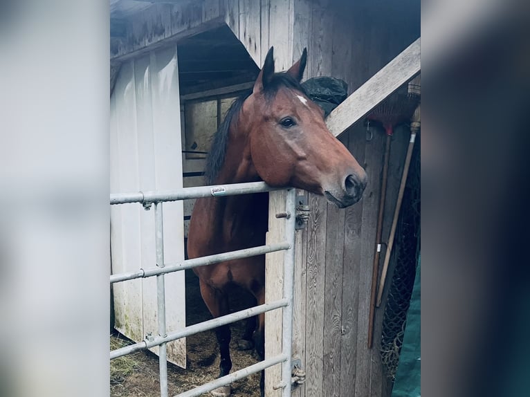 American Quarter Horse Wallach 7 Jahre 155 cm Brauner in Michelau in Oberfranken