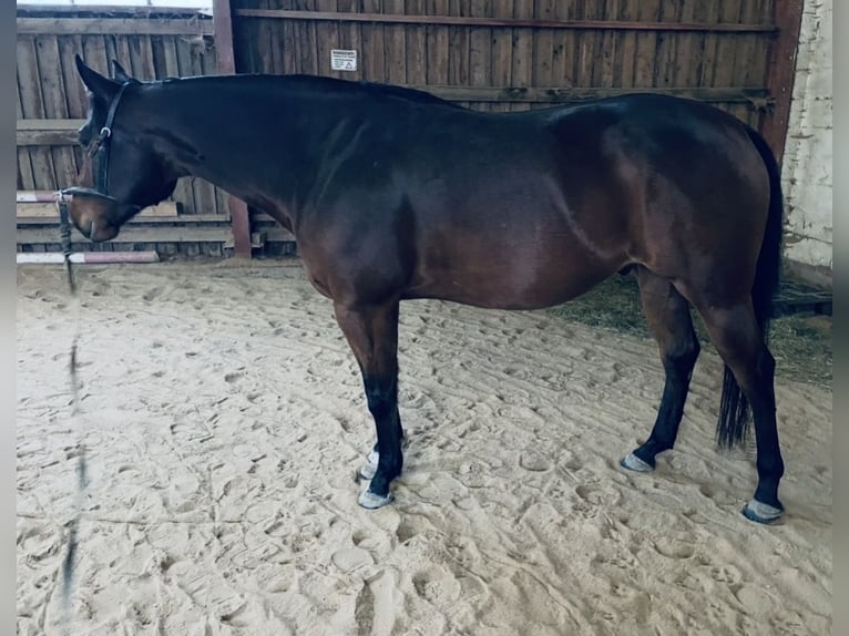 American Quarter Horse Wallach 7 Jahre 155 cm Brauner in Michelau in Oberfranken