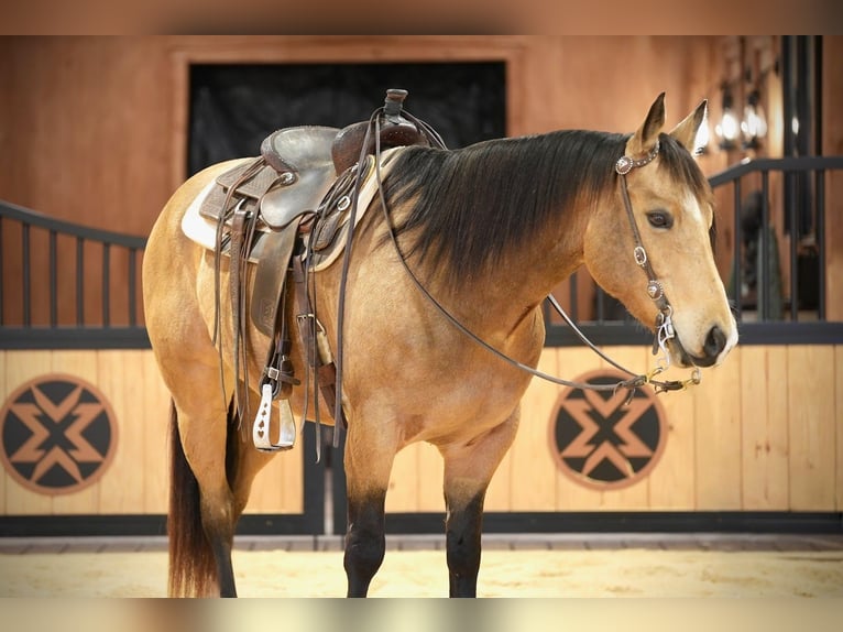 American Quarter Horse Wallach 7 Jahre 155 cm Buckskin in Needmore