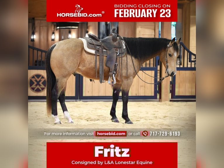 American Quarter Horse Wallach 7 Jahre 155 cm Buckskin in Needmore