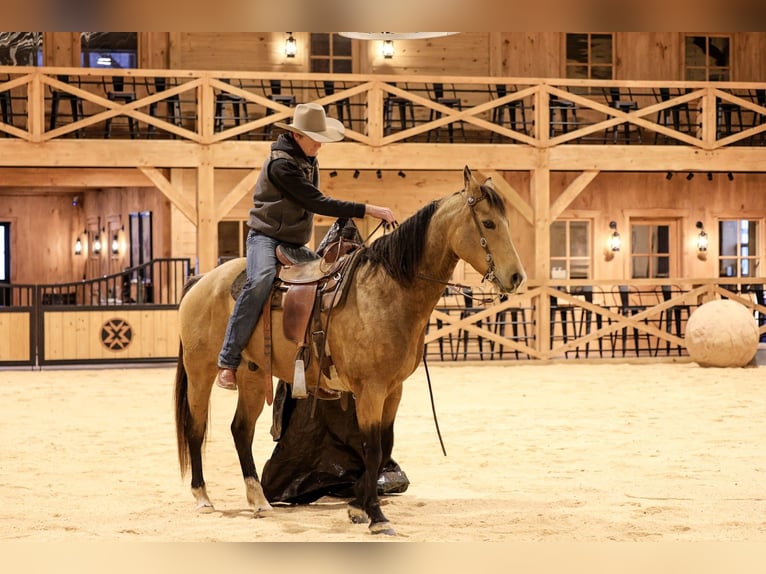American Quarter Horse Wallach 7 Jahre 155 cm Buckskin in Needmore