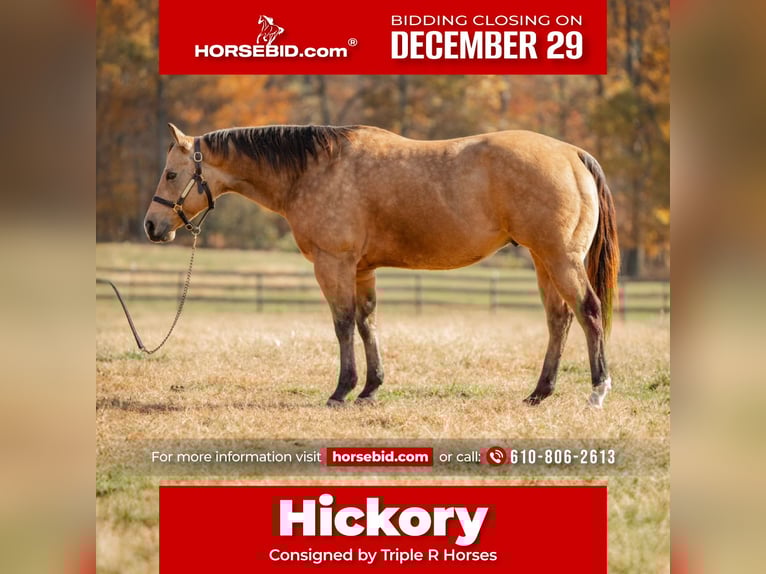 American Quarter Horse Wallach 7 Jahre 155 cm Buckskin in New Holland