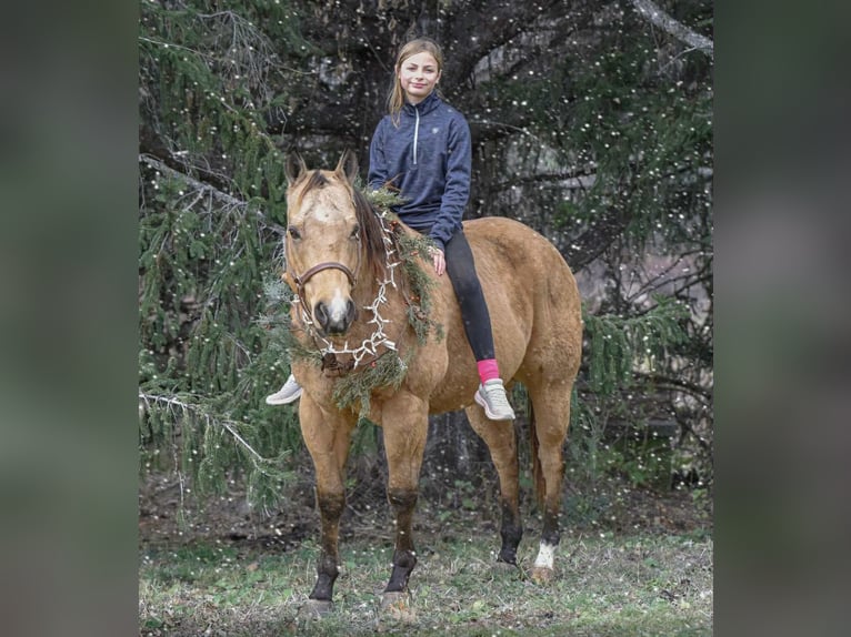 American Quarter Horse Wallach 7 Jahre 155 cm Buckskin in New Holland