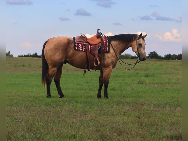 American Quarter Horse Wallach 7 Jahre 155 cm Buckskin in Mount Vernon, TX