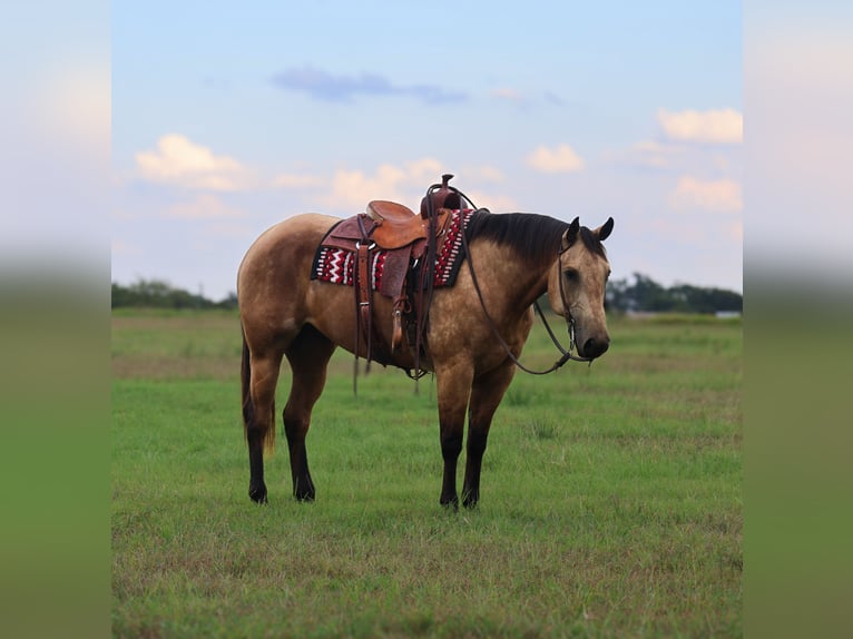 American Quarter Horse Wallach 7 Jahre 155 cm Buckskin in Mount Vernon, TX