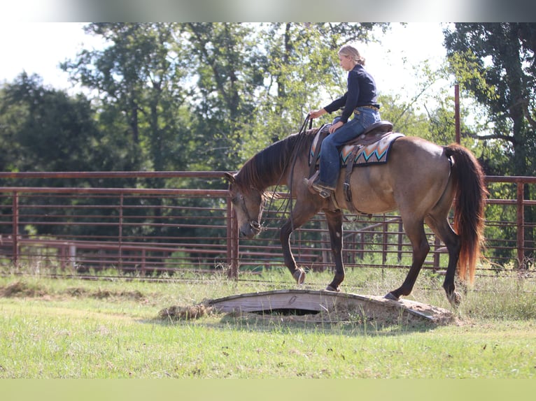 American Quarter Horse Wallach 7 Jahre 155 cm Buckskin in Athens