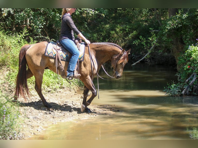 American Quarter Horse Wallach 7 Jahre 155 cm Buckskin in Athens