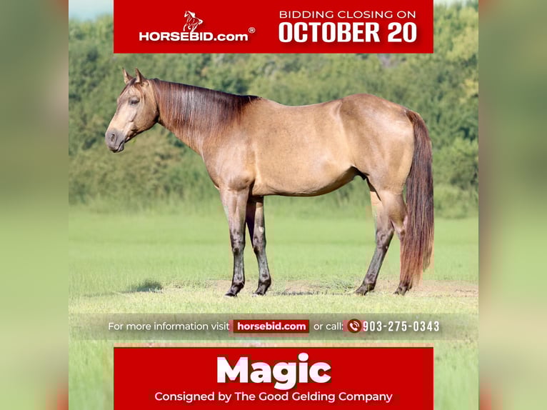American Quarter Horse Wallach 7 Jahre 155 cm Buckskin in Athens