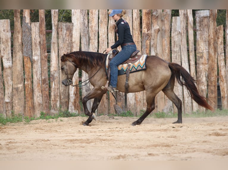 American Quarter Horse Wallach 7 Jahre 155 cm Buckskin in Athens