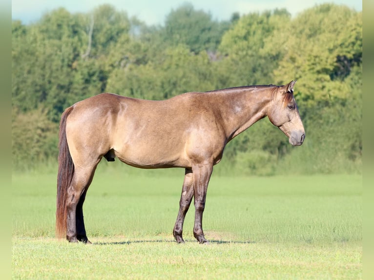 American Quarter Horse Wallach 7 Jahre 155 cm Buckskin in Athens