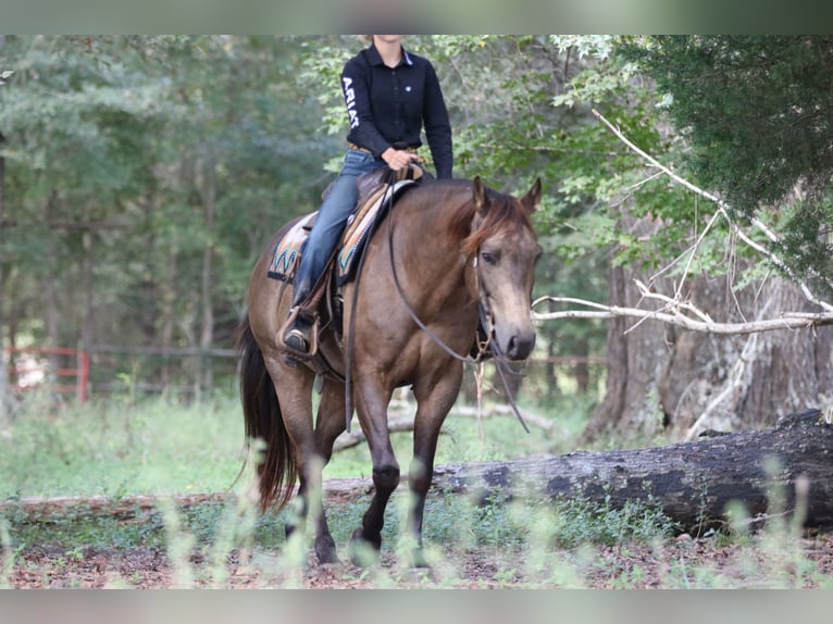 American Quarter Horse Wallach 7 Jahre 155 cm Buckskin in Athens