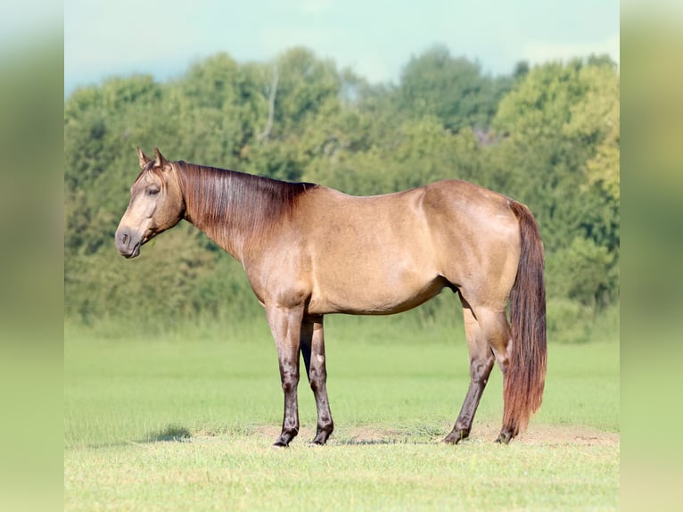 American Quarter Horse Wallach 7 Jahre 155 cm Buckskin in Athens