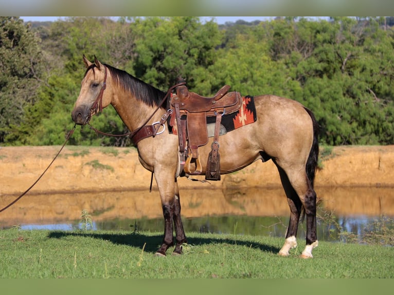 American Quarter Horse Wallach 7 Jahre 155 cm Buckskin in Cleburne TX