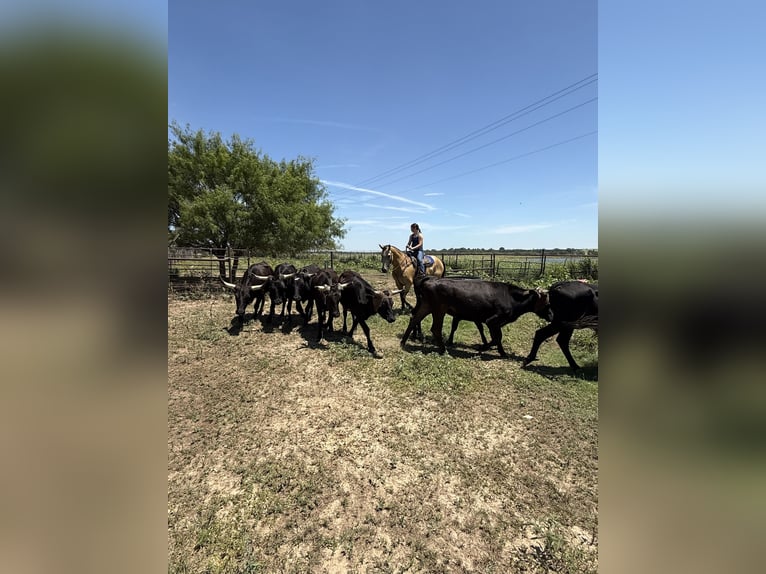 American Quarter Horse Wallach 7 Jahre 155 cm Buckskin in Stephenville