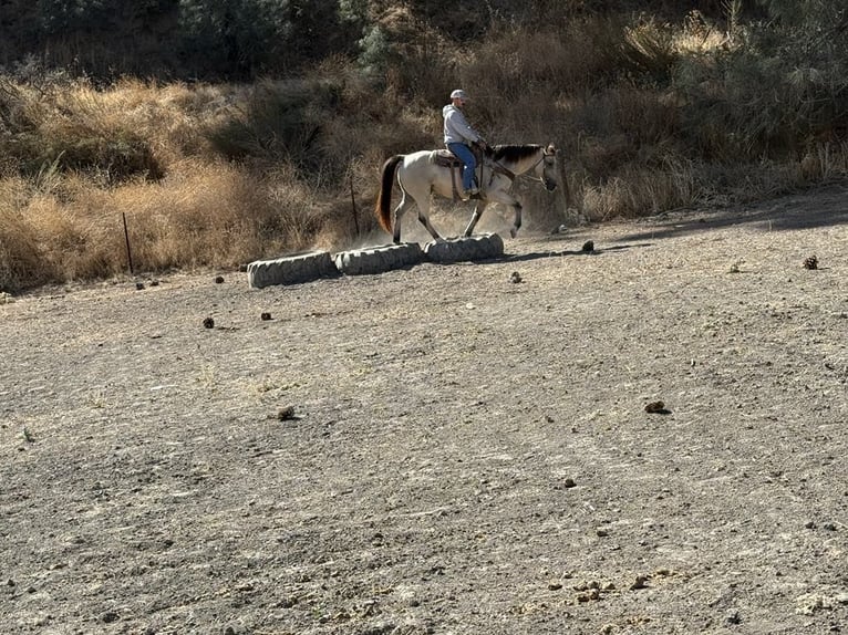 American Quarter Horse Wallach 7 Jahre 155 cm Buckskin in Paicines CA