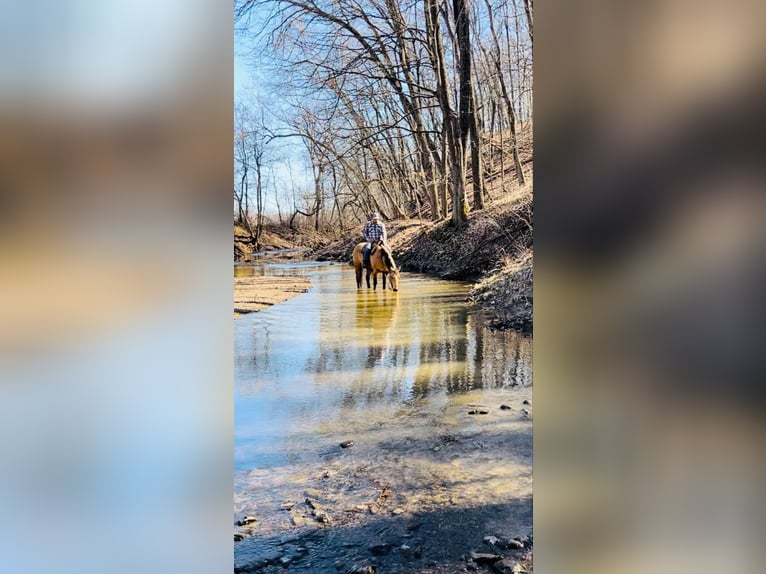 American Quarter Horse Wallach 7 Jahre 155 cm Buckskin in Brownstown, IL