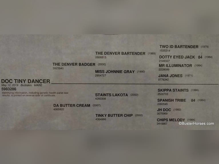 American Quarter Horse Wallach 7 Jahre 155 cm Buckskin in Weatherford TX