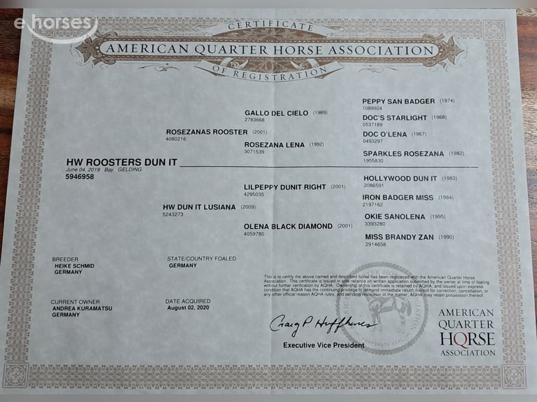 American Quarter Horse Wallach 7 Jahre 155 cm Dunkelbrauner in Bayerbach