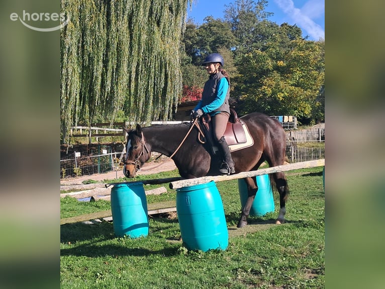 American Quarter Horse Wallach 7 Jahre 155 cm Dunkelbrauner in Bayerbach