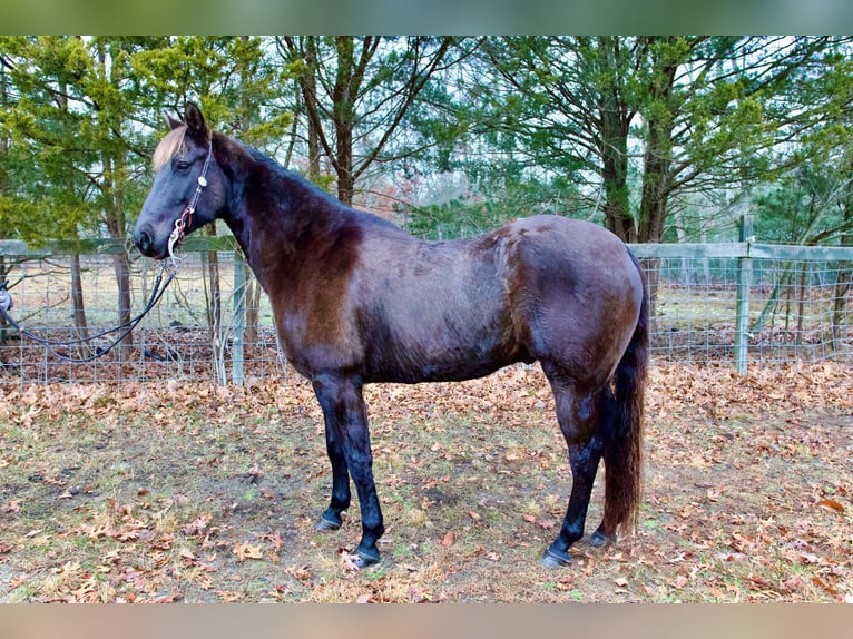 American Quarter Horse Wallach 7 Jahre 155 cm Dunkelbrauner in Egg Harbor City