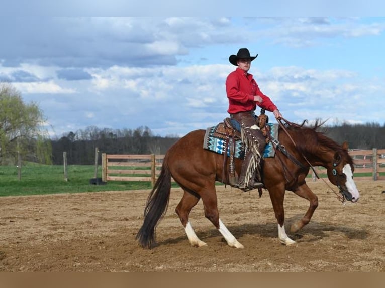 American Quarter Horse Wallach 7 Jahre 155 cm Dunkelfuchs in Jackson OH