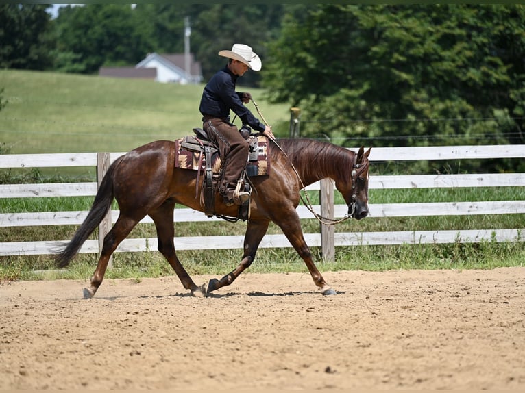 American Quarter Horse Wallach 7 Jahre 155 cm Dunkelfuchs in Jackson, OH