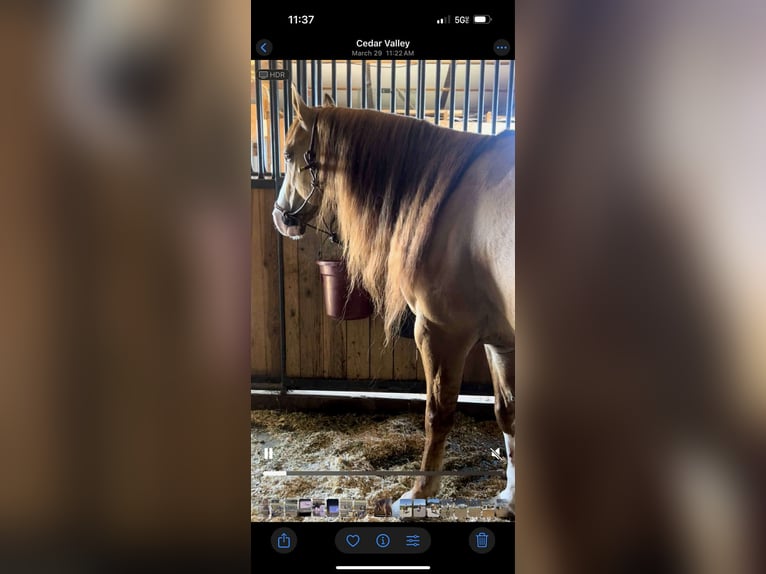 American Quarter Horse Wallach 7 Jahre 155 cm Falbe in Crescent