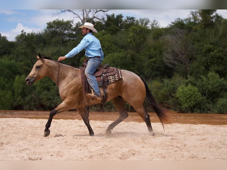 American Quarter Horse Wallach 7 Jahre 155 cm Falbe in Waco