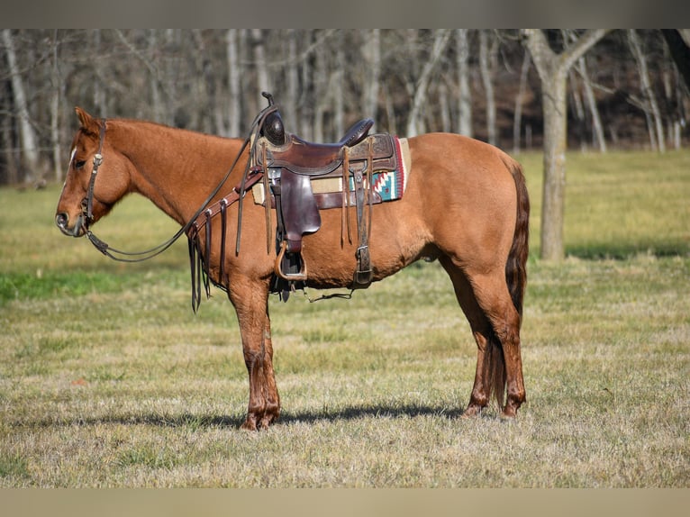 American Quarter Horse Wallach 7 Jahre 155 cm Falbe in Ewing KY