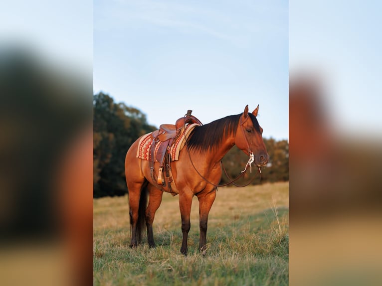 American Quarter Horse Wallach 7 Jahre 155 cm Falbe in Quitman AR