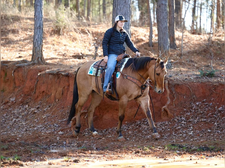 American Quarter Horse Wallach 7 Jahre 155 cm Falbe in Rusk TX