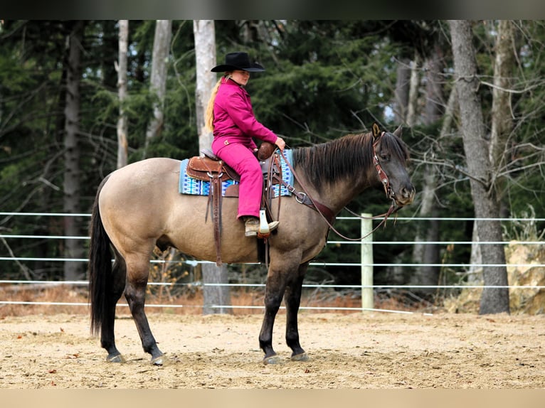 American Quarter Horse Wallach 7 Jahre 155 cm Grullo in Clarion