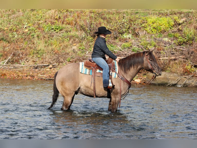 American Quarter Horse Wallach 7 Jahre 155 cm Grullo in Clarion
