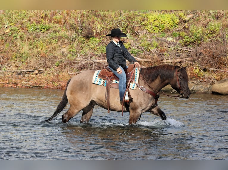 American Quarter Horse Wallach 7 Jahre 155 cm Grullo in Clarion