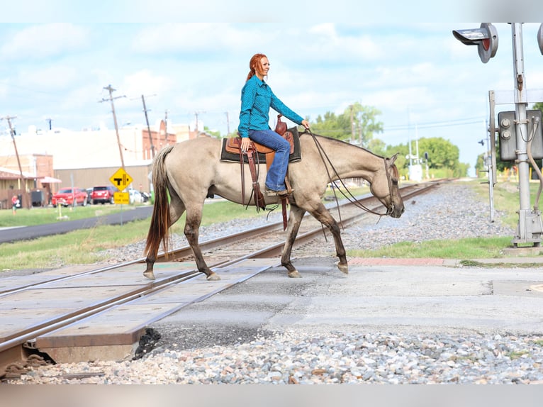 American Quarter Horse Wallach 7 Jahre 155 cm Grullo in Forney