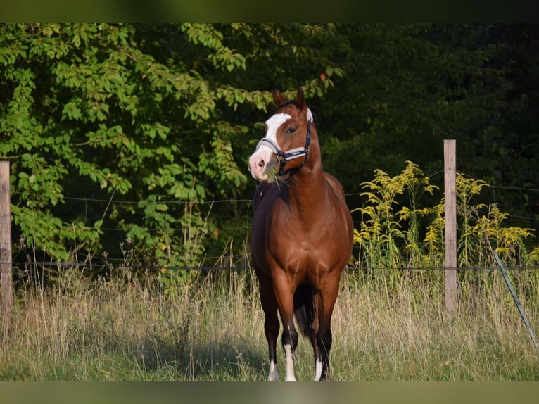 American Quarter Horse Wallach 7 Jahre 155 cm Hellbrauner in Berlin