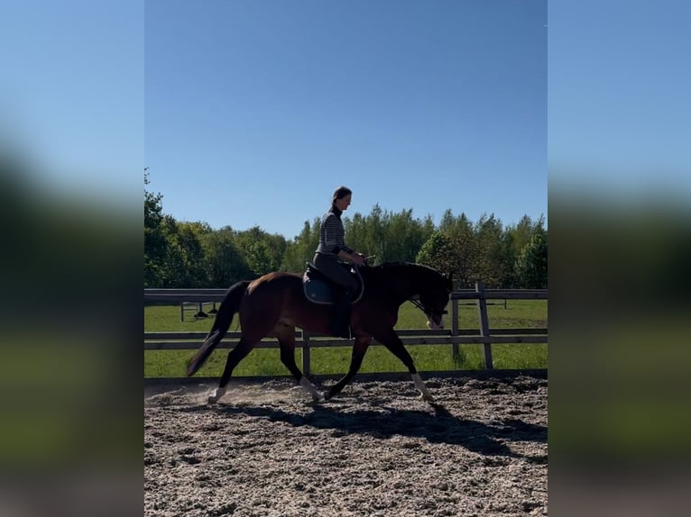 American Quarter Horse Wallach 7 Jahre 155 cm Hellbrauner in Berlin