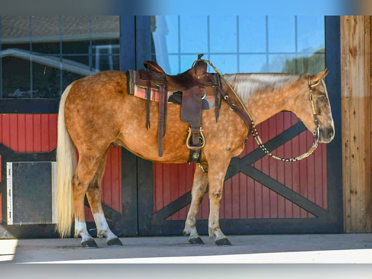 American Quarter Horse Wallach 7 Jahre 155 cm Palomino in Rebersburg