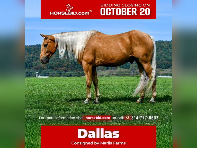 American Quarter Horse Wallach 7 Jahre 155 cm Palomino in Rebersburg