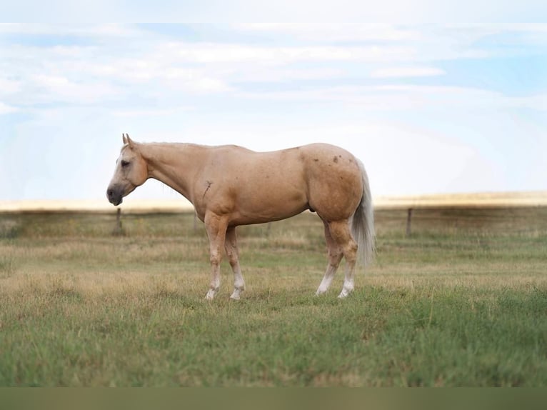 American Quarter Horse Wallach 7 Jahre 155 cm Palomino in Canyon