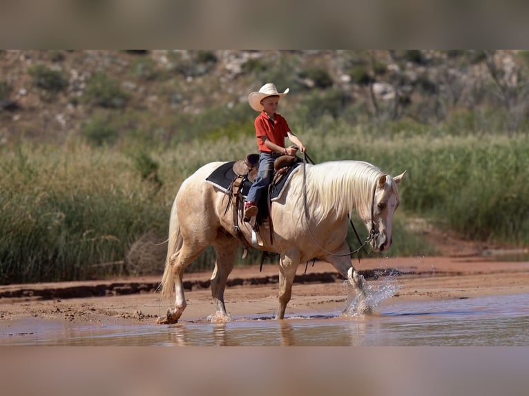 American Quarter Horse Wallach 7 Jahre 155 cm Palomino in Canyon